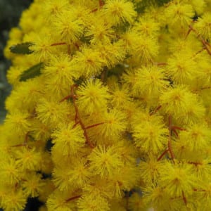 Acacia Baileyana