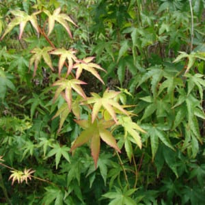 ACER Palmatum Small Leaf Japanese Maple