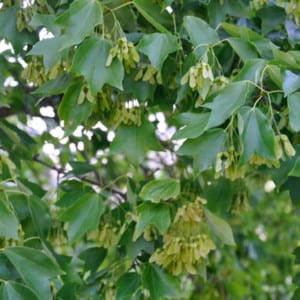 ACER Buergeranum Trident Maple