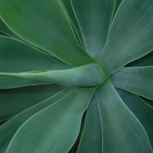 AGAVE Attenuata Lion's Tail