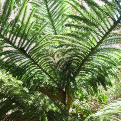 ARAUCARIA Excelsa Norfolk Island Pine