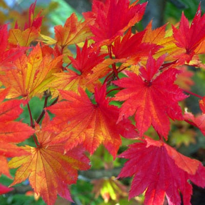 ACER Rubrum Red Maple