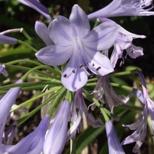 AGAPANTHUS Africanus Blue Blue Lily of the Nile