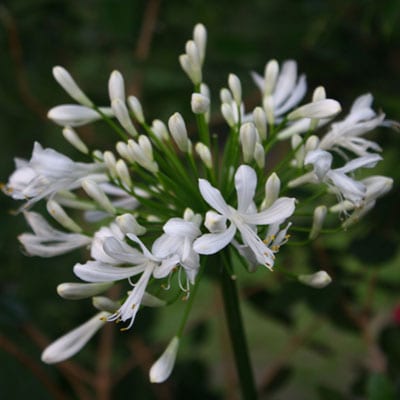 AGAPANTHUS Dwarf White Dwarf White Lily of the Nile