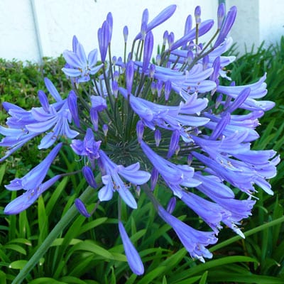 AGAPANTHUS Queen Anne Semi-dwarf Blue Lily of the Nile