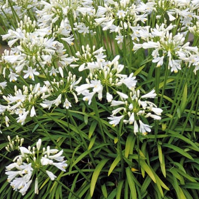 AGAPANTHUS Africanus Alba White Lily of the Nile
