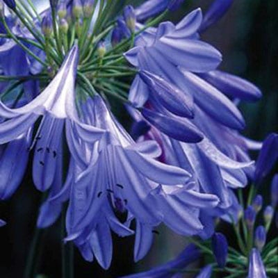 AGAPANTHUS Peter Pan Dwarf Blue Lily of the Nile
