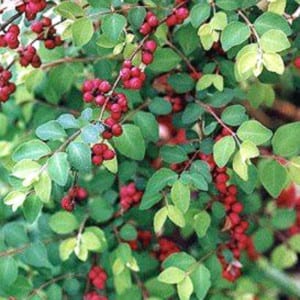 COTONEASTER Parneyi