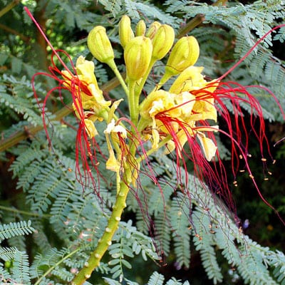 15 semillas frescas Caesalpinia gilliesii Pájaro amarillo del Paraiso