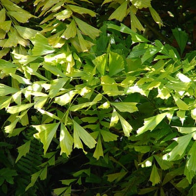 Caryota Mitis