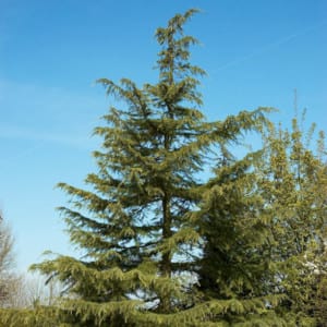 Cedrus Deodara