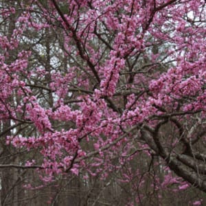 Cercis Canadensis