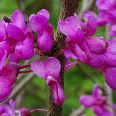Cercis Chinensis