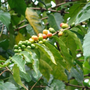 Coffea Arabica