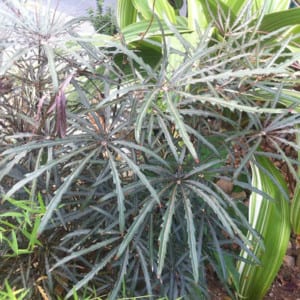 Plerandra Elegantissima