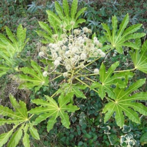 Fatsia Japonica