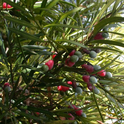 Podocarpus Macrophyllus inumaki