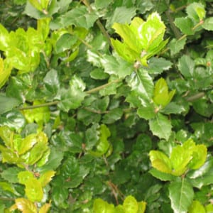 QUERCUS Agrifolia, Coast Live Oak