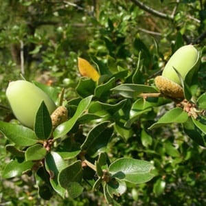 QUERCUS Chrysolepsis, Canyon Oak
