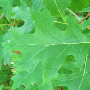 QUERCUS Coccinea, Scarlet Oak