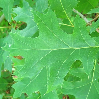 QUERCUS Coccinea, Scarlet Oak - Mistletoe Carter Seeds