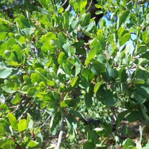 QUERCUS Douglasii, Blue Oak