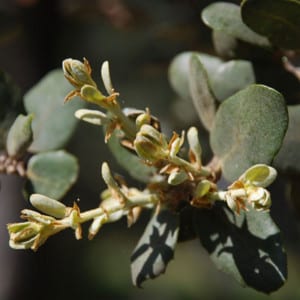 QUERCUS Ilex, Holly Oak