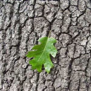 QUERCUS Kelloggii, California Black Oak