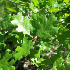 QUERCUS Lobata, California White Oak