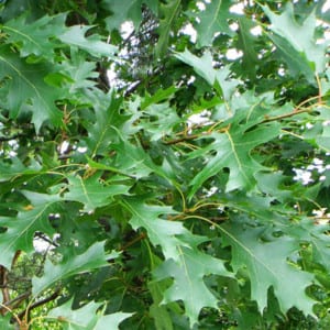 QUERCUS Rubra, Red Oak