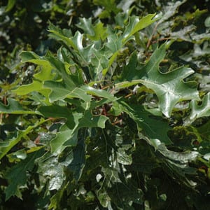 QUERCUS Shumardii, Shumard Oak