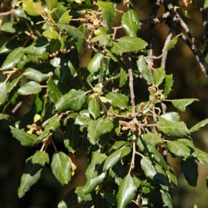 QUERCUS Suber, Cork Oak