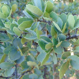 QUERCUS Virginiana - California, Southern Oak