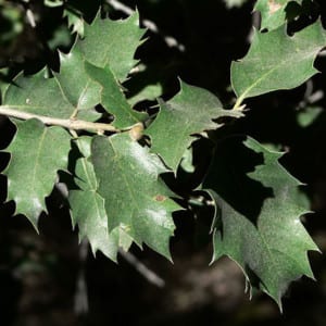 QUERCUS Wislizenii, Interior Live Oak