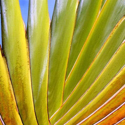 RAVENALA Madagascariensis, Traveler Palm