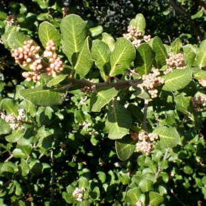 RHUS Integrifolia, Sourberry