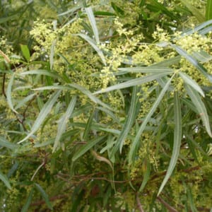 RHUS Lancea, African Sumac