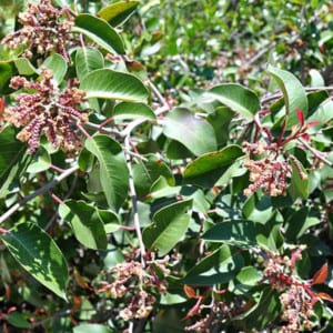 RHUS Ovata, Sugar Bush