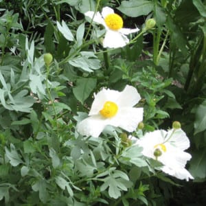 ROMNEYA Coulteri, Matilija Poppy