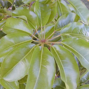 SCHEFFLERA Actinophylla, Umbrella Tree