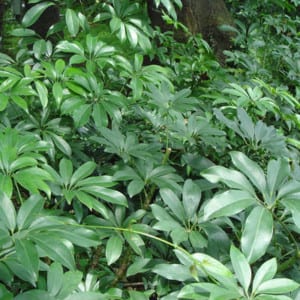 SCHEFFLERA Arboricola, Hawaiian Elf Shefflera