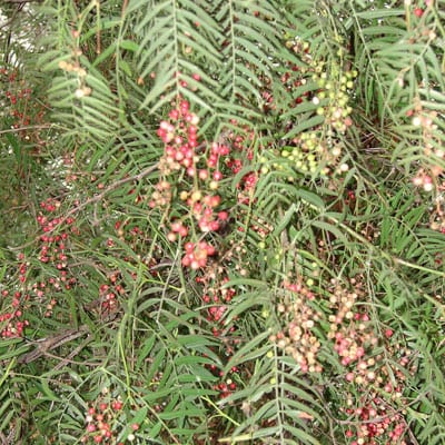 SCHINUS Molle, California Pepper Tree