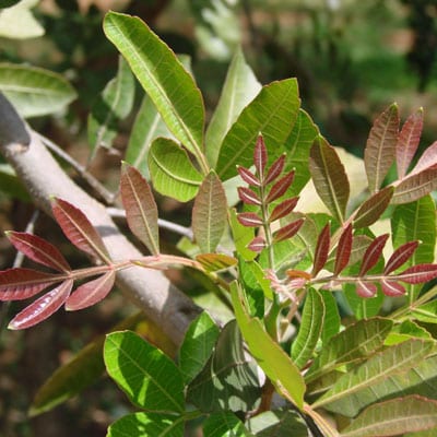 SCHINUS Terebinthifolius, Brazilian Pepper Tree