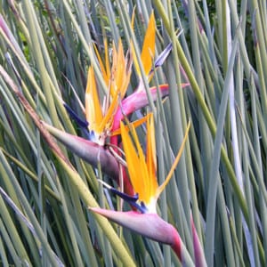 STRELITZIA