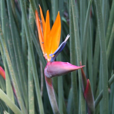 STRELITZIA Juncea, Rush Bird of Paradise