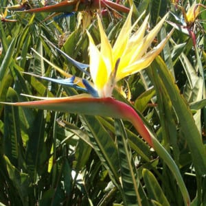 STRELITZIA Mandella's Gold, Yellow Bird of Paradise