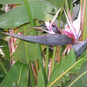 STRELITZIA Nicolai - Africa, White Bird of Paradise