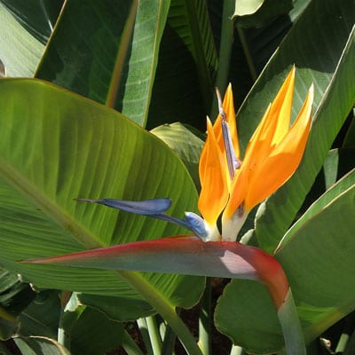STRELITZIA Reginae, Orange Bird of Paradise