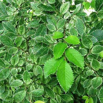 ULMUS Parvifolia, Chinese Elm