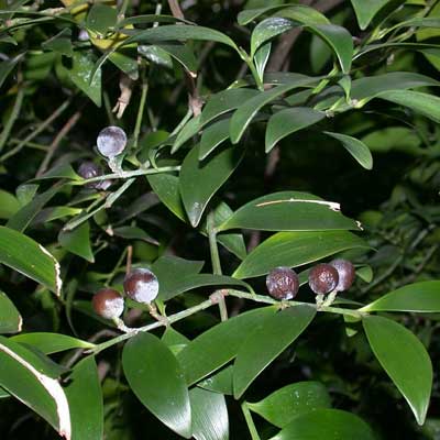 PODOCARPUS Nagi, Asian Bayberry